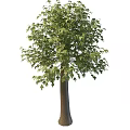 Big Leaf Maple 3d model