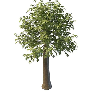 Big Leaf Maple 3d model