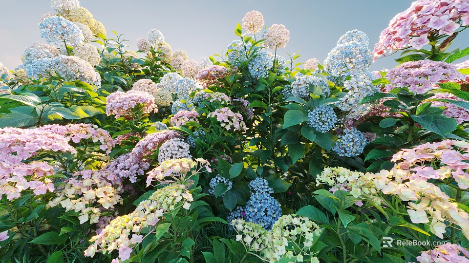 Vibrant Pink Blue White Hydrangeas Blooming in Garden with Lush Green Leaves 3d model 