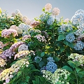 Flowers and plants combination landscape shrubs shrubs plant combination natural landscape hydrangea 3d model