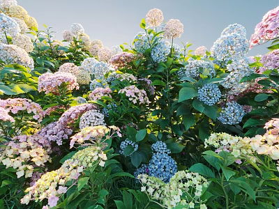 Vibrant Pink Blue White Hydrangeas Blooming in Garden with Lush Green Leaves 3d model