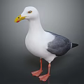 Flying Animal Seagull With White Body Gray Wings Yellow Beak And Orange Feet