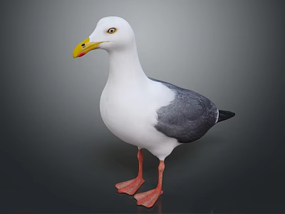 Flying Animal Seagull With White Body Gray Wings Yellow Beak And Orange Feet 3d model
