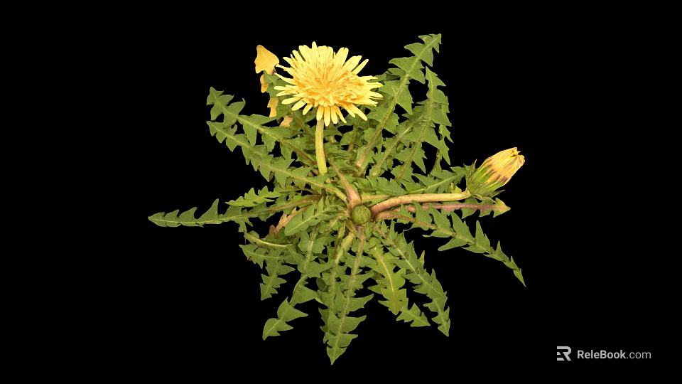 Fresh Dandelion Plant With Bright Yellow Flowers And Serrated Green Leaves 3d model 