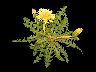 Fresh Dandelion Plant With Bright Yellow Flowers And Serrated Green Leaves 3d model