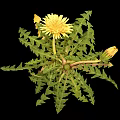 Fresh Dandelion Plant With Bright Yellow Flowers And Serrated Green Leaves