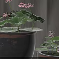 Beautiful Lotus Flowers With Leaves In Dark Clay Pots Against Vertical Striped Wall