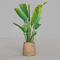 Decorative Potted Plant With Large Green Leaves In Rustic Brown Pot