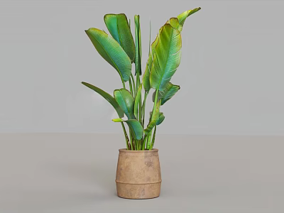 Decorative Potted Plant With Large Green Leaves In Rustic Brown Pot 3d model