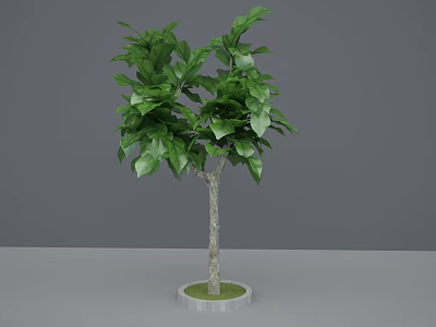Ornamental Tree with Green Leaves Gray Trunk and Round Marble Base Indoor 3d model