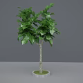 Ornamental Tree with Green Leaves Gray Trunk and Round Marble Base Indoor