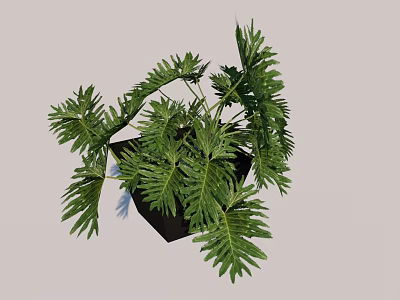 Lush Green Bonsai Plant With Feathery Leaves In Black Decorative Pot 3d model