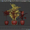 Various Green Potted Plants With Palm Large Leaf And Small Plant In Dark Pots