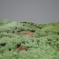 Lush Green Hillside Covered With Flowers And Plants Dotted With Yellow Blossoms