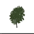 Tall Birch Arbor With Lush Green Foliage And Slender Trunk In Natural View