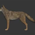 Standing Coyote With Realistic Brown Gray Fur And Reflection On Dark Background