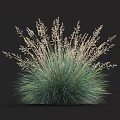 Vibrant Green Herbaceous Plant With Delicate White Flower Spikes And Lush Foliage