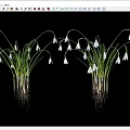 Beautiful Snowdrops with White Flowers Green Leaves and Roots on Black Background