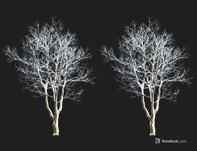 Two Leafless Trees With White Trunks And Branches Against Black Background 3d model 