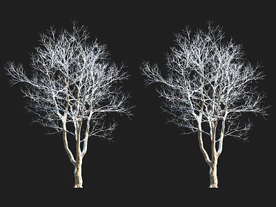 Two Leafless Trees With White Trunks And Branches Against Black Background 3d model