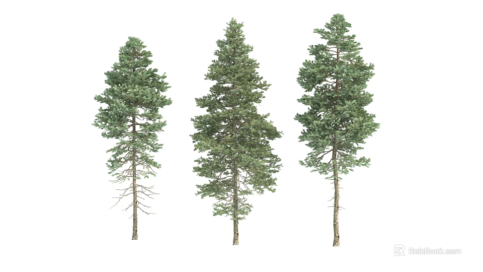 Three Different Tall Pine Trees With Green Foliage And Upright Trunks 3d model 