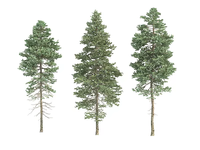 Three Different Tall Pine Trees With Green Foliage And Upright Trunks 3d model
