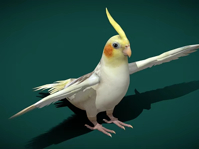 White Cockatiel with Yellow Crest and Orange Cheeks Spreading Wings on Green Background 3d model