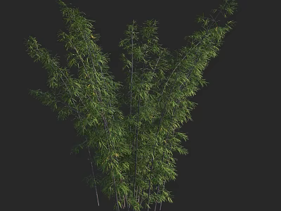 Lush Green Bamboo Plants With Tall Stems And Vibrant Leaves 3d model