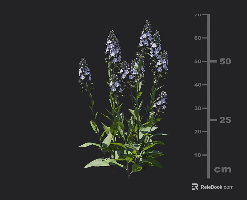 Purple Flowering Plant With Green Leaves And 50 Cm Height Measurement 3d model 