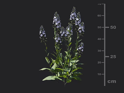 Purple Flowering Plant With Green Leaves And 50 Cm Height Measurement 3d model