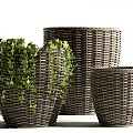Bonsai Potted Plants In Wicker Planters With Green Trailing Foliage