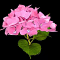 Stunning Pink Hydrangea Blooms With Lush Green Leaves Against Black Background