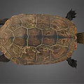 Brown Carapace Turtle With Intricate Patterns And Extended Limbs On Gray Background 3d model