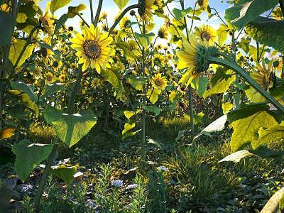 Sunflowers Growing in Field with Lush Green Leaves and Bright Sunlight 3d model
