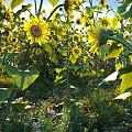 Sunflowers Growing in Field with Lush Green Leaves and Bright Sunlight