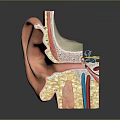 Detailed Ear Anatomy Model With Cross Section Showing Internal Structures And Parts