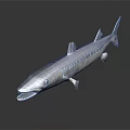 Large Predatory Fish With Sharp Teeth And Streamlined Blue Silver Body On Dark Surface
