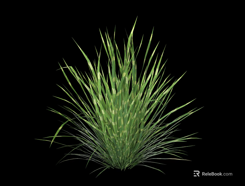 Vibrant Green Herbaceous Plant With Slender Leaves And Lush Clumping Growth Against Black Background 3d model 