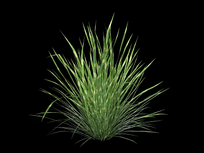 Vibrant Green Herbaceous Plant With Slender Leaves And Lush Clumping Growth Against Black Background 3d model