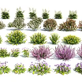 Various Types of Garden Flowers and Shrubs with Different Colors and Shapes