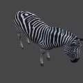 Detailed Realistic Zebra With Black And White Stripes Standing In Studio