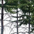 Tall Arbor Pine Trees With Lush Green Foliage And Natural Trunk Shape