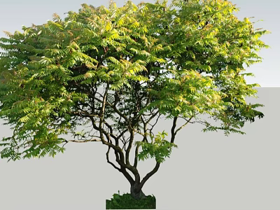 Lush Green Leafy Arbor With Thick Branches And Natural Growth Structure 3d model