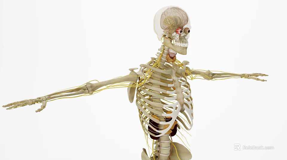 Medical Device Human Skeleton Model With Nervous System For Anatomical Education And Structure 3d model 