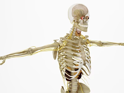 Medical Device Human Skeleton Model With Nervous System For Anatomical Education And Structure 3d model