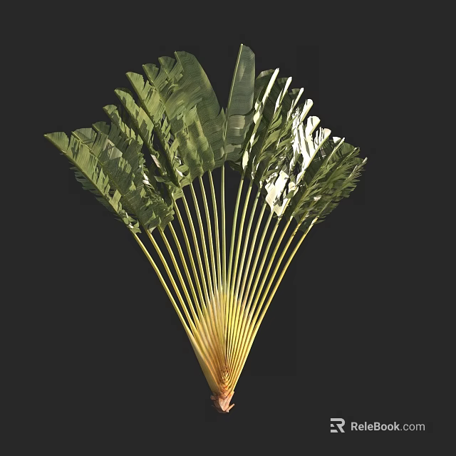 Lush Tropical Arbor With Fan Shaped Green Foliage And Yellow Stems 3d model 