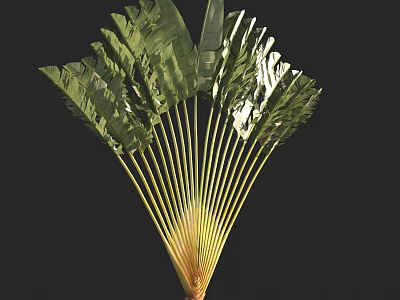 Lush Tropical Arbor With Fan Shaped Green Foliage And Yellow Stems 3d model