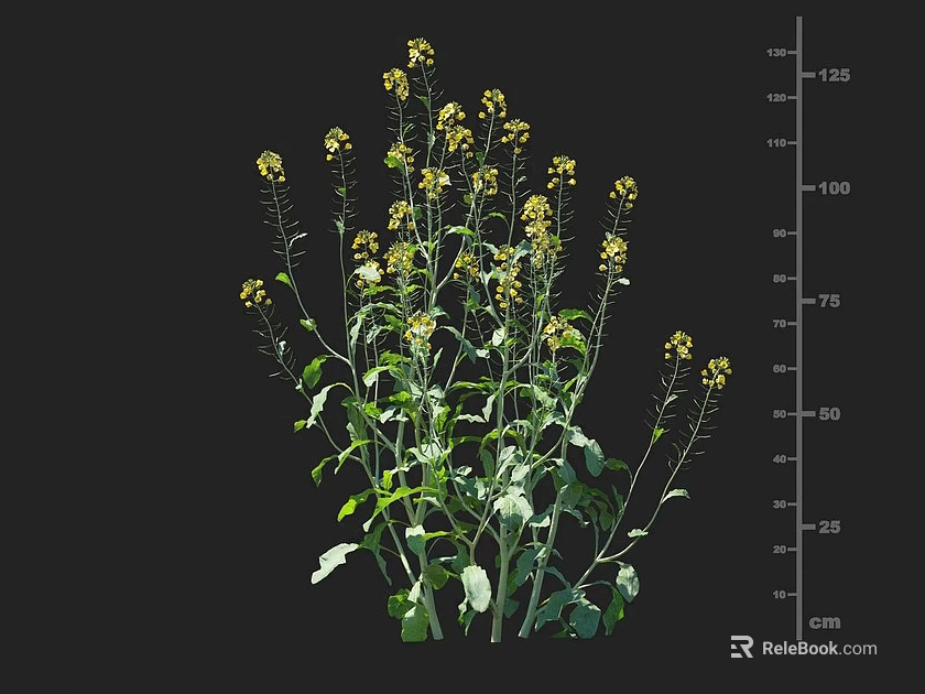 Rapeseed Crop with Yellow Flowers Green Leaves and Height Measurement 25 to 125 cm 3d model 