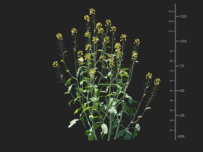 Rapeseed Crop with Yellow Flowers Green Leaves and Height Measurement 25 to 125 cm 3d model