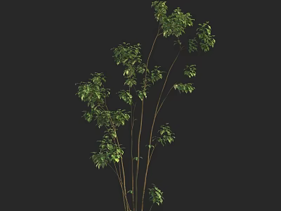 Lush Arbor With Green Leaves And Multiple Branches In Natural Form 3d model